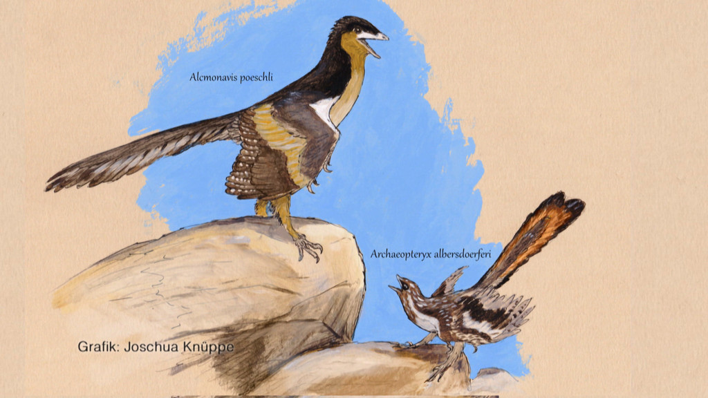 Forscher haben die Fossilien eines bislang unbekannten Urvogels entdeckt, dem Alcmonavis poeschli. Er war vermutlich größer und besser flugfähig als der Archaeopteryx.