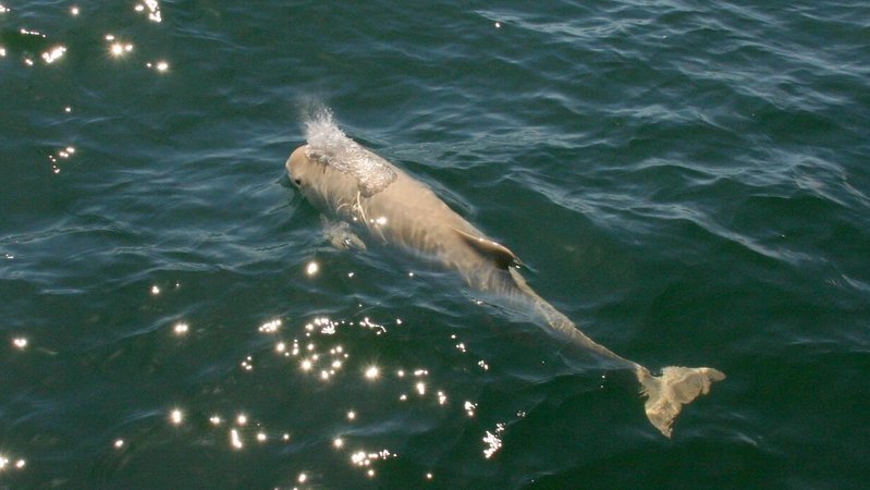 Schweinswal, Ostsee