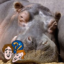 Wie fühlt sich ein Nilpferd in der Achterbahn? | Bild: Colourbox.com/ Montage: BR