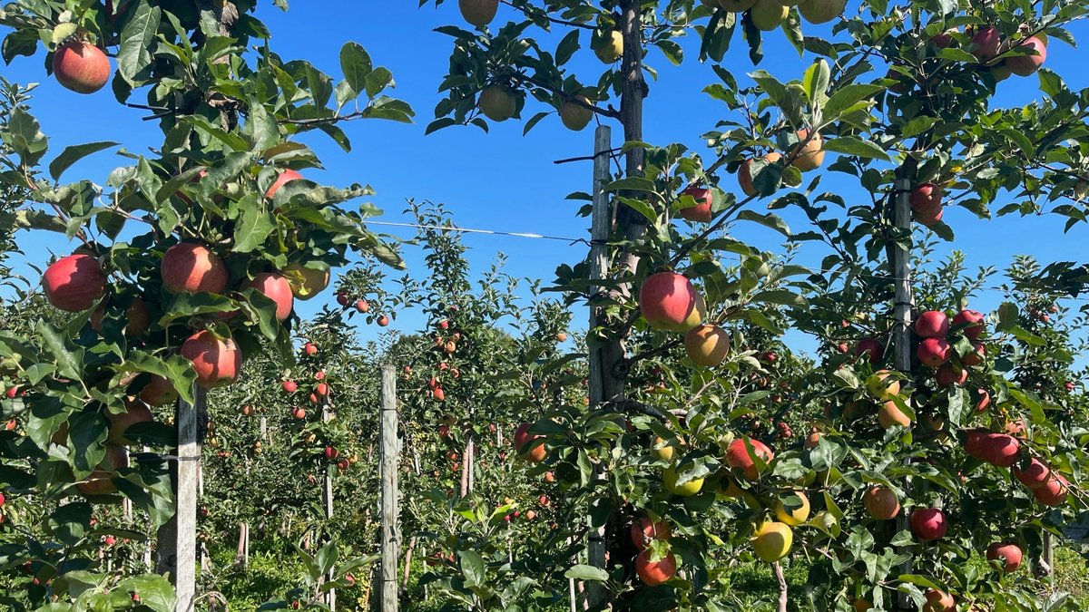 Apfelernte am Bodensee: Besonders gute Qualität erwartet