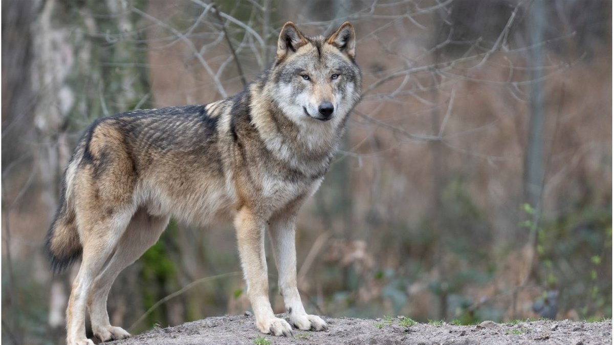 Bund Naturschutz klagt gegen bayerische Wolfsverordnung