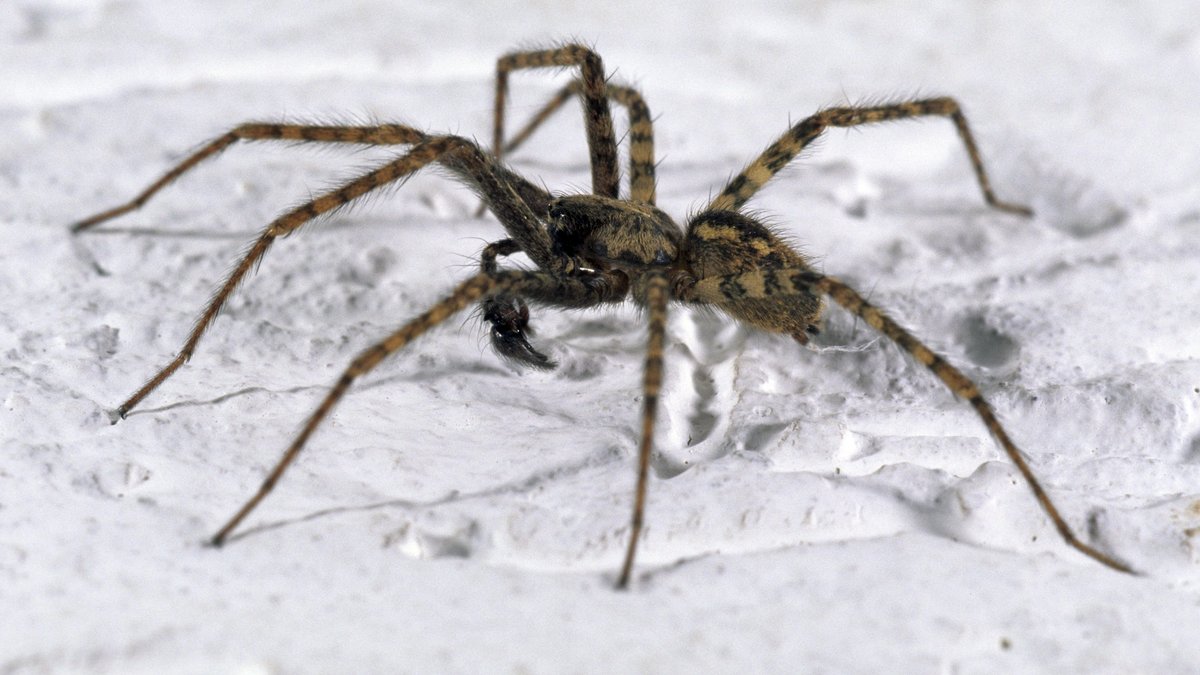Insekten, Spinnen, Getier: Hier krabbelt und kriecht es gewaltig