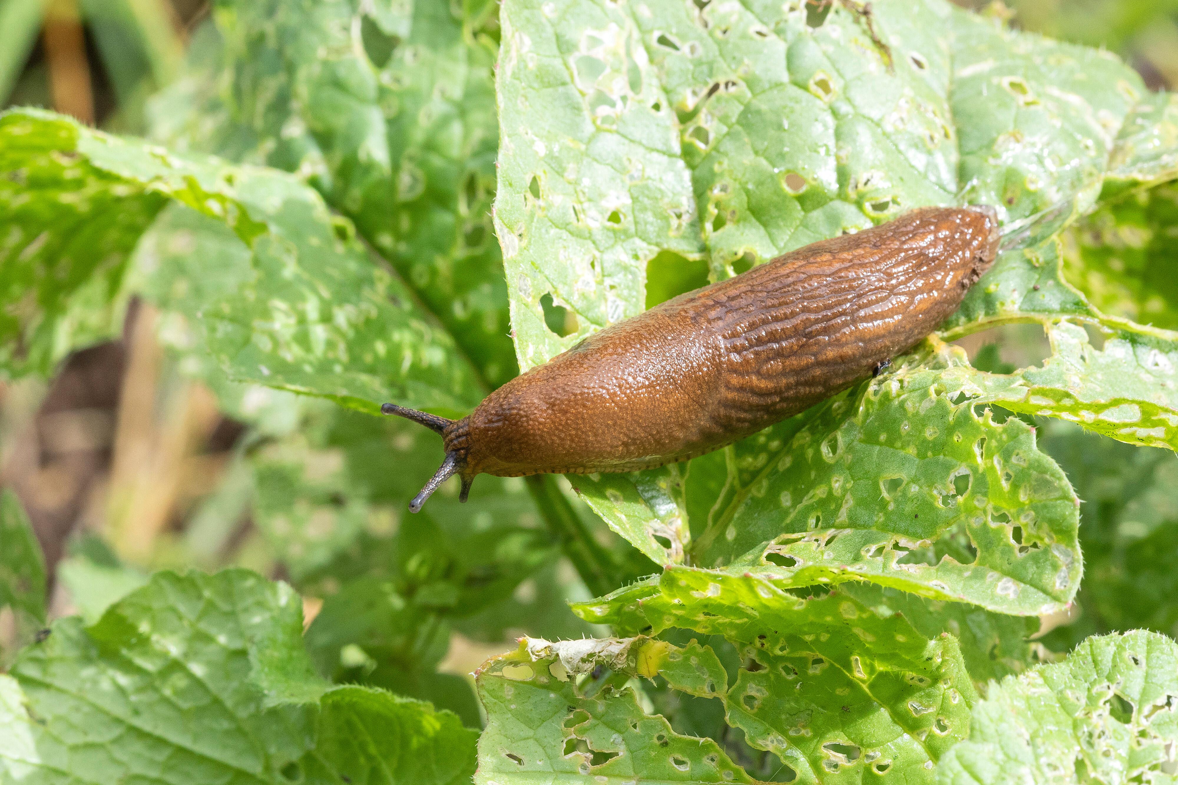 Spanische Wegschnecke auf angefressenen Blättern
