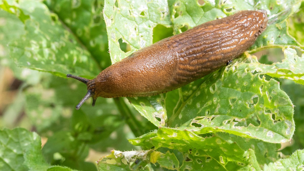 Schnecken im Garten bekämpfen: Das hilft gegen Nacktschnecken