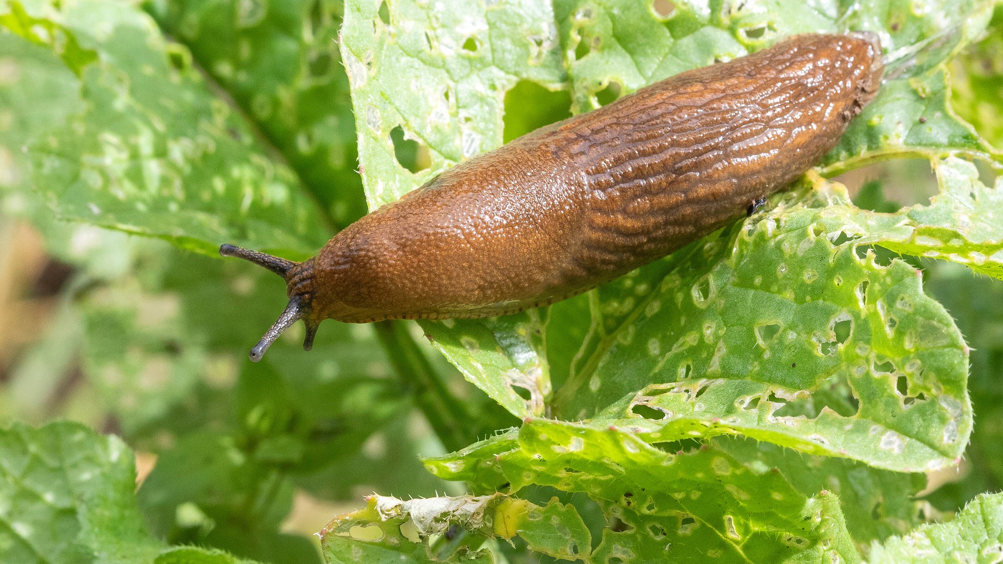 Schnecken im Garten bekämpfen: Das hilft gegen Nacktschnecken