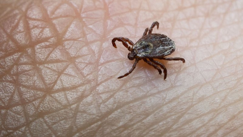 Zecke | Bild: dpa-Bildfunk/Marijan Murat Zecke