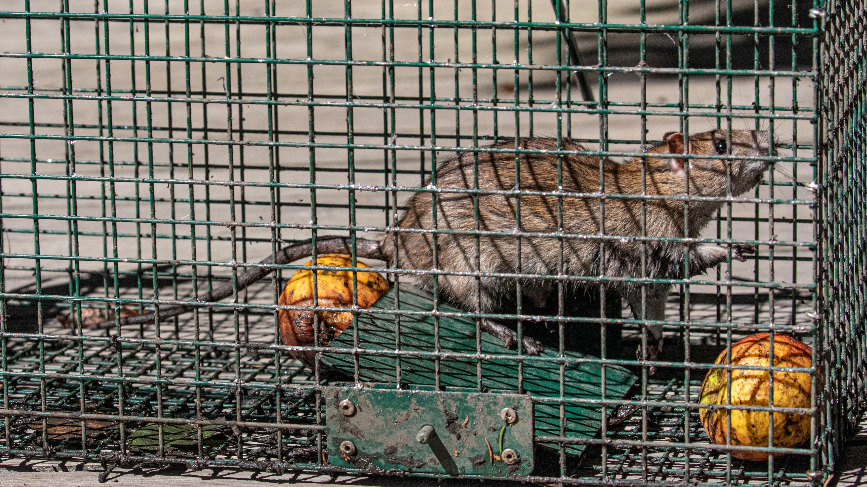 Ratten im Garten So werden Sie KompostRatten wieder los BR24
