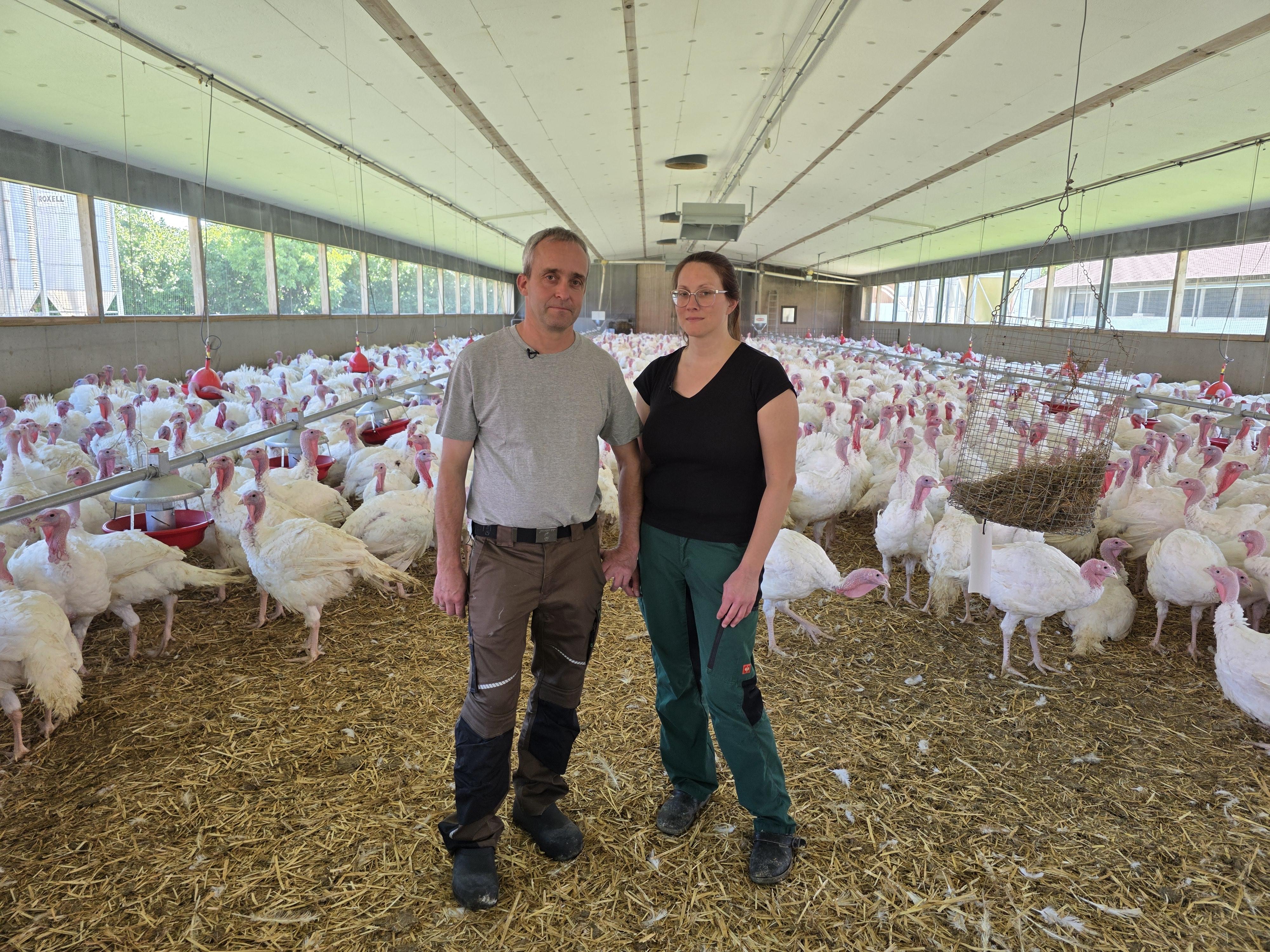 Vogelgrippe: Wenn eine Landwirtsfamilie 30.000 Puten verliert