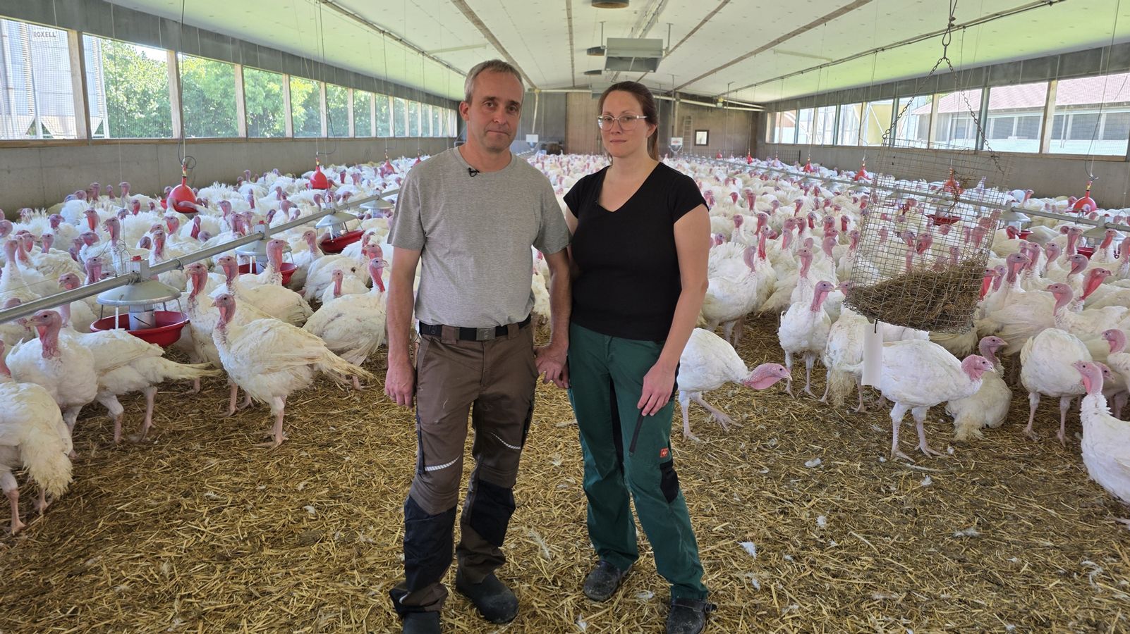Vogelgrippe: Wenn eine Landwirtsfamilie 30.000 Puten verliert