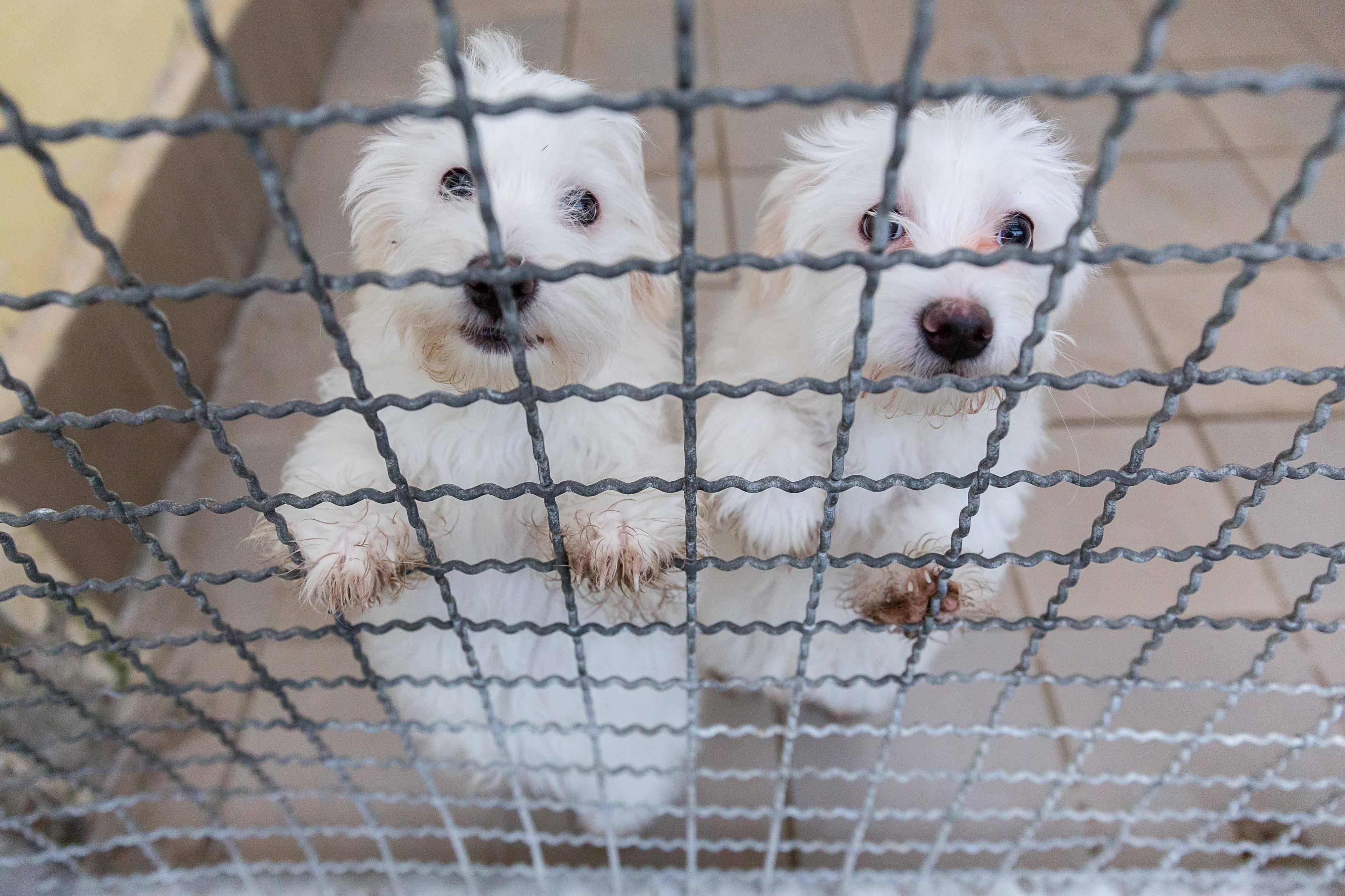Hundewelpen hinter Gittern