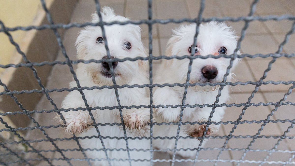 Hundewelpen hinter Gittern