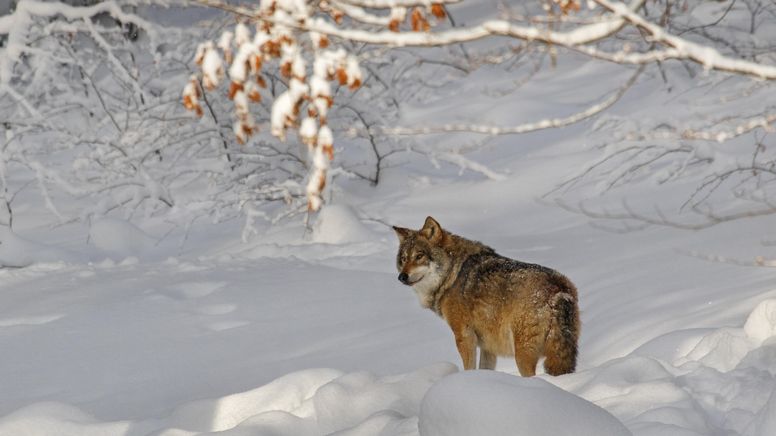 Mitunter problematisch, allerdings streng geschützt: der Wolf. | Bild:picture alliance/imageBROKER/alimdi/Arterra