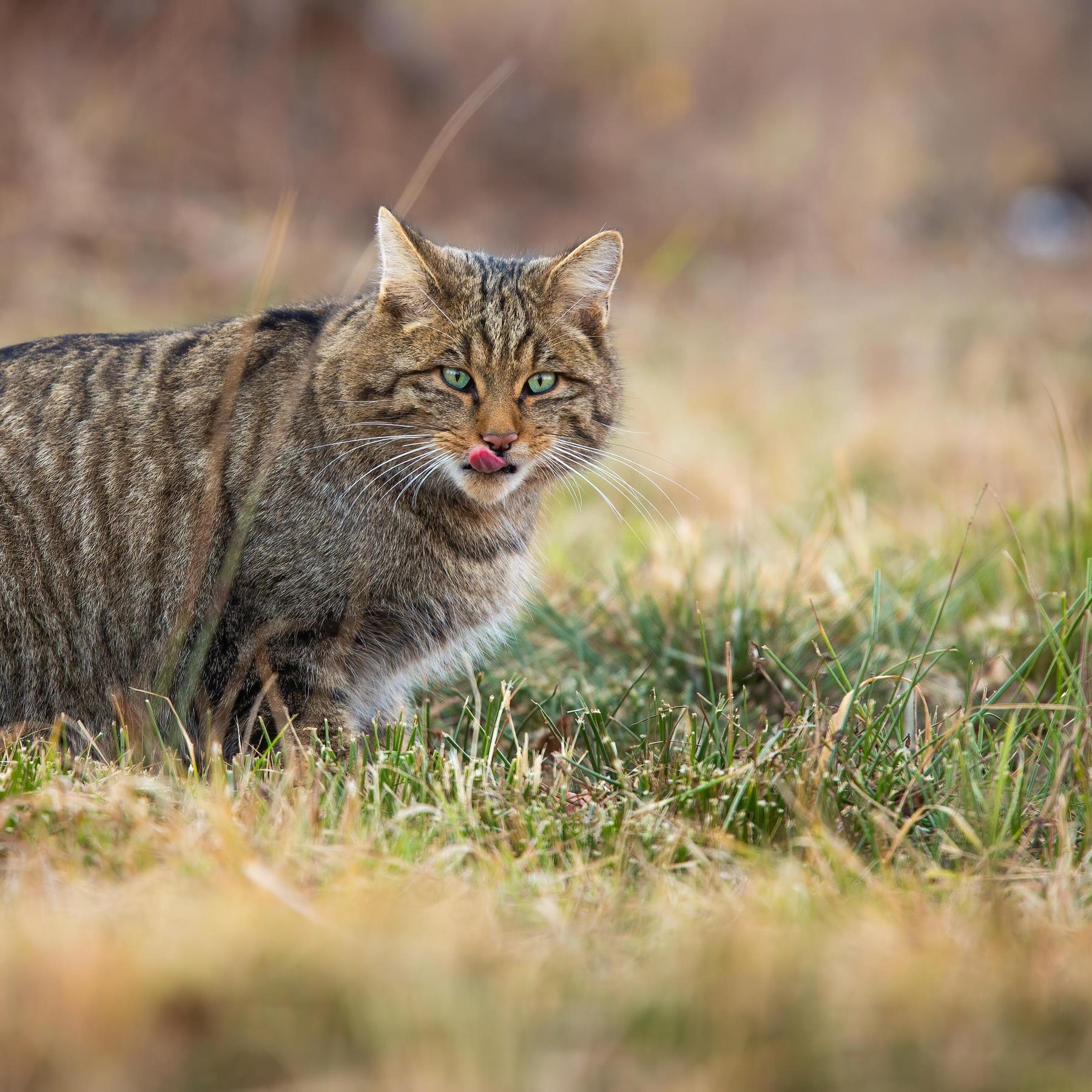 Zum Weltkatzentag: Die Wildkatze - Rückkehr der Unzähmbaren