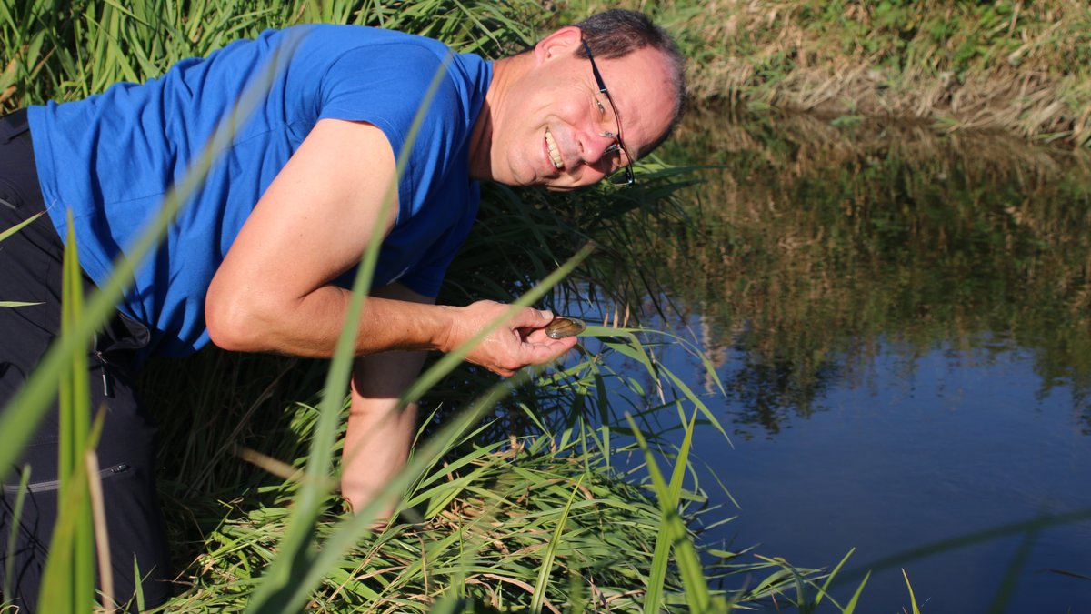 Bachmuschelbetreuer Leo Rasch hält am Ufer der Scharlach eine Bachmuschel in der Hand.