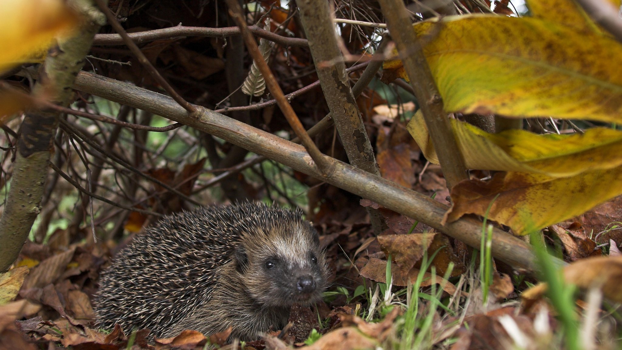Igel in Hecke