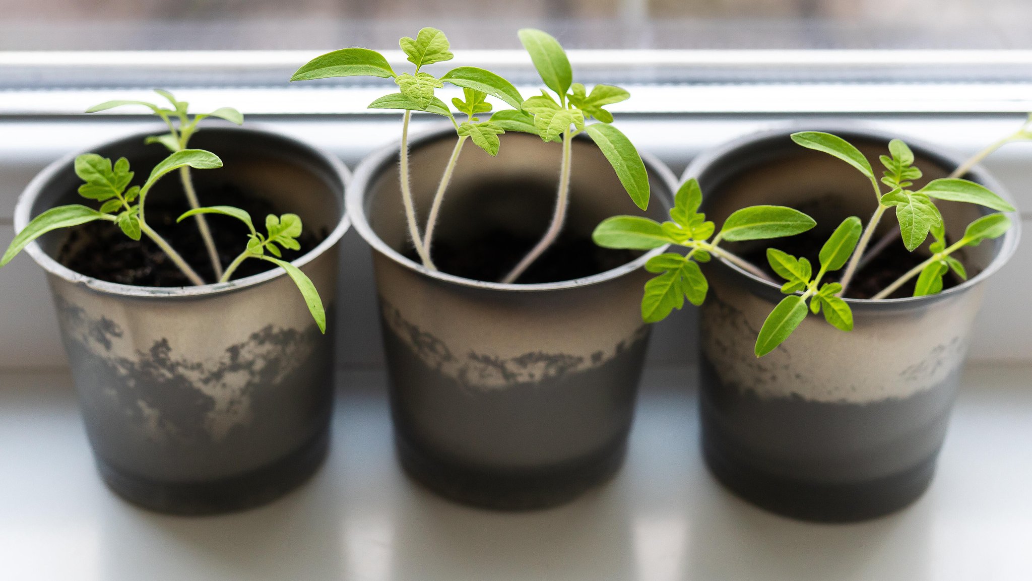 (Symbolbild) Gemüseanbau auf der Fensterbank im Haus, junge Tomaten in Plastikbechern am Fenster. 