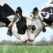 Du kluge Kuh - Das überraschende Sozialverhalten der Kühe | Bild: picture alliance/dpa | Lars Klemmer