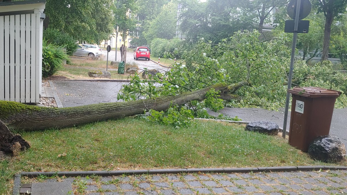 Umgestürzter Baum in Regensburg