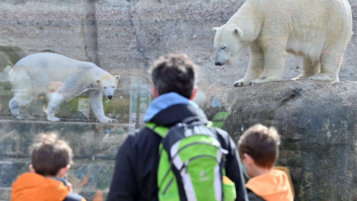  Besucher stehen vor dem Eisbären-Gehege im Tierpark Hellabrunn.  (Archivbild) 