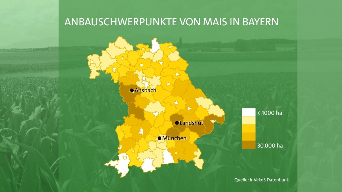 Grafik zu Schwerpunkten des Maisanbaus in Bayern