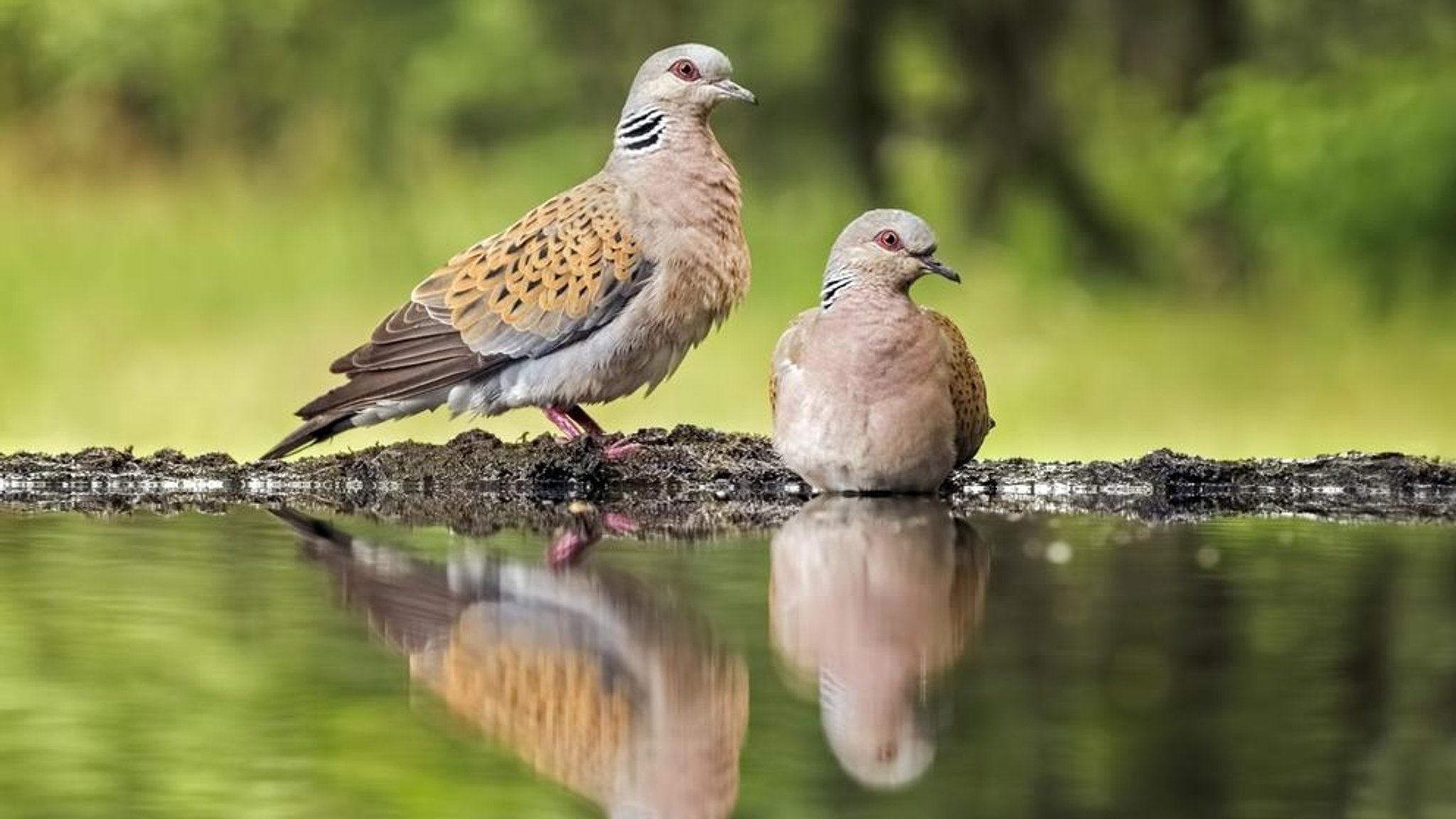 Zwei Turteltauben (Streptopelia turtur). Turteltauben sind laut der Roten Liste der Brutvögel Deutschlands stark gefährdet.