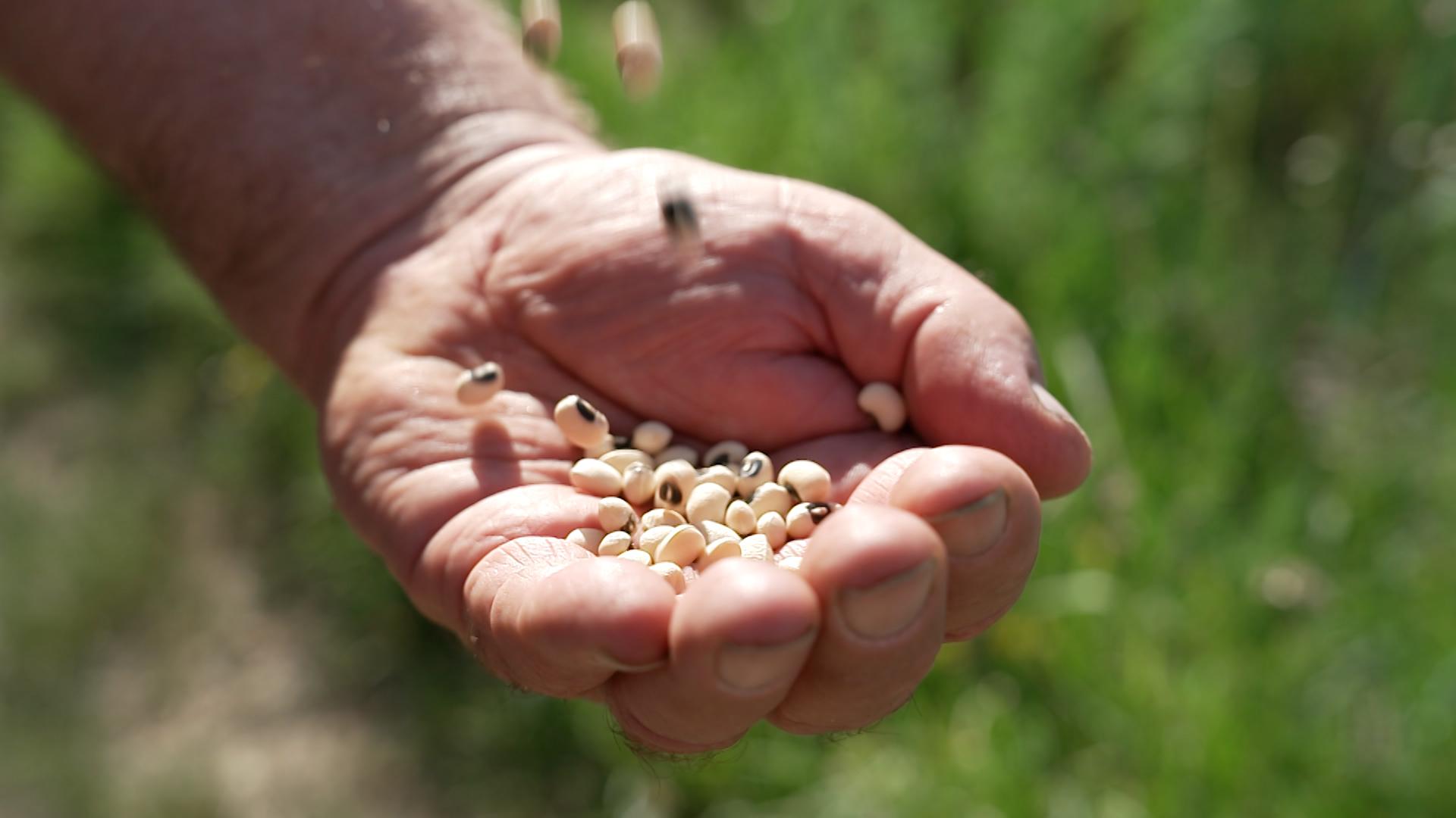 Augenbohnen liegen in einer hohlen Hand