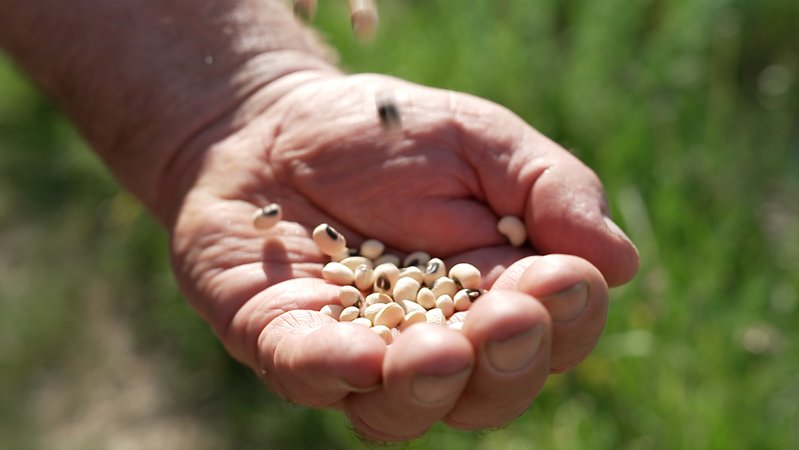 Augenbohnen liegen in einer hohlen Hand | Bild: BR / Michael Bartelmes. Augenbohnen liegen in einer hohlen Hand