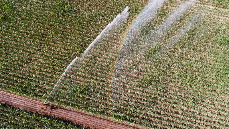 ARCHIV - 18.07.2022, Niedersachsen, Peine: Ein Maisfeld im Landkreis Peine wird bewässert. (zu dpa «Umweltschützer warnen vor zuviel Wasserverbrauch im Agrarbereich») Foto: Julian Stratenschulte/dpa +++ dpa-Bildfunk +++