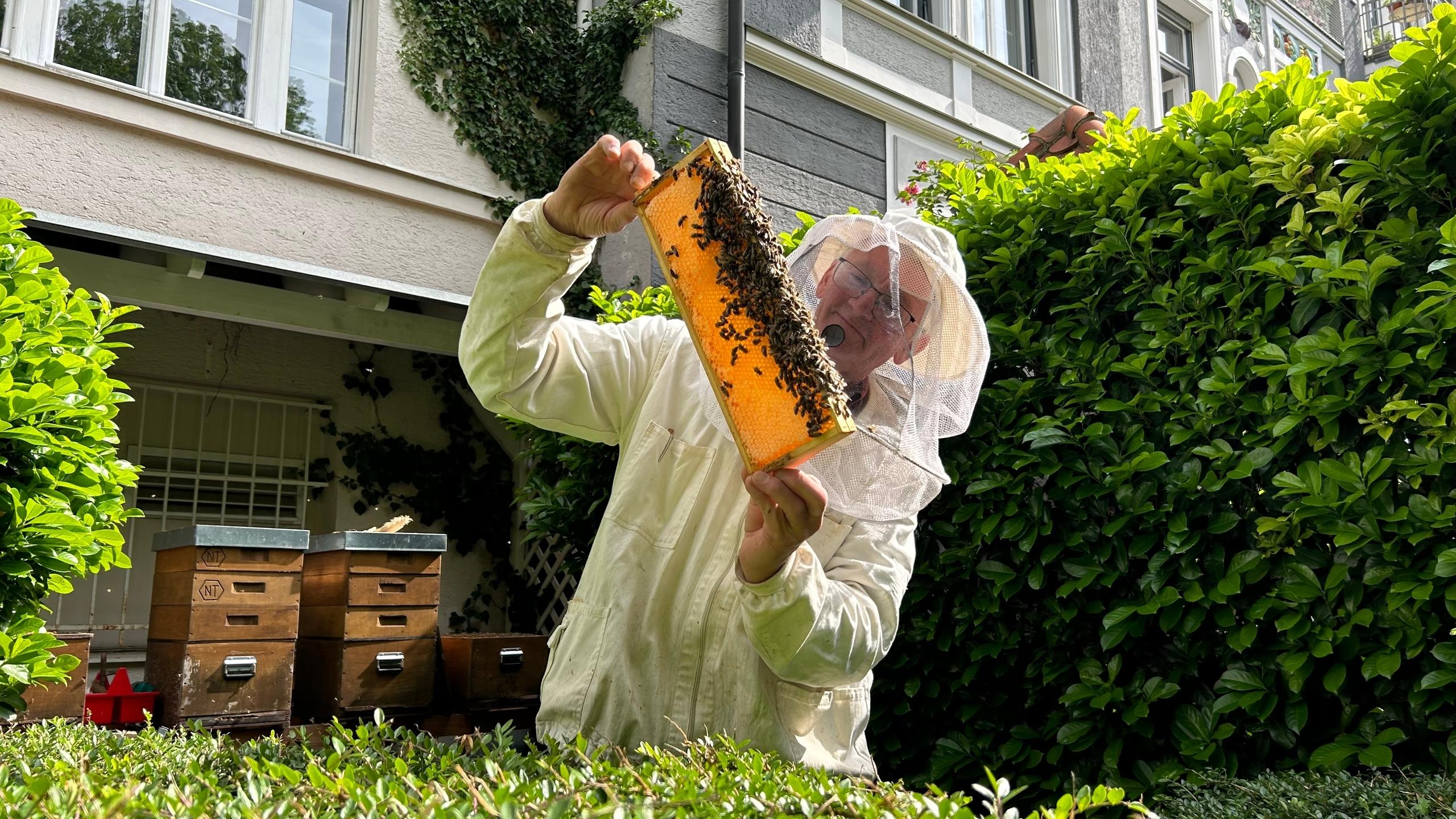 Ein Imker in Schutzkleidung betrachtet eine Wabe mit Bienen.