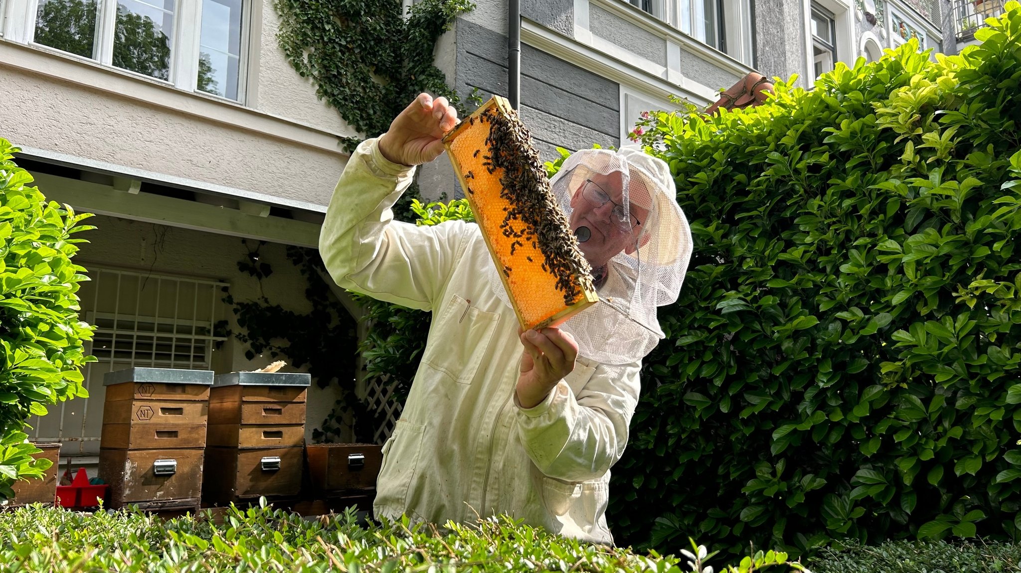 Ein Imker in Schutzkleidung betrachtet eine Wabe mit Bienen.