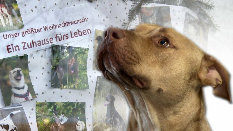 Hund "Ace", ein schwer vermittelbarer Listenhund im Tierheim Quellenhof Passbrunn