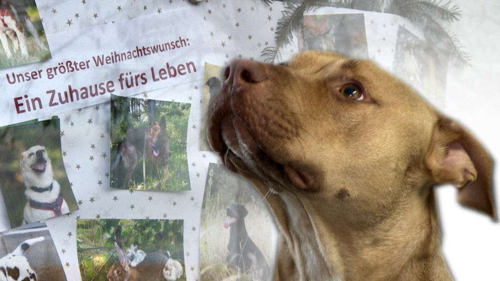 Hund "Ace", ein schwer vermittelbarer Listenhund im Tierheim Quellenhof Passbrunn