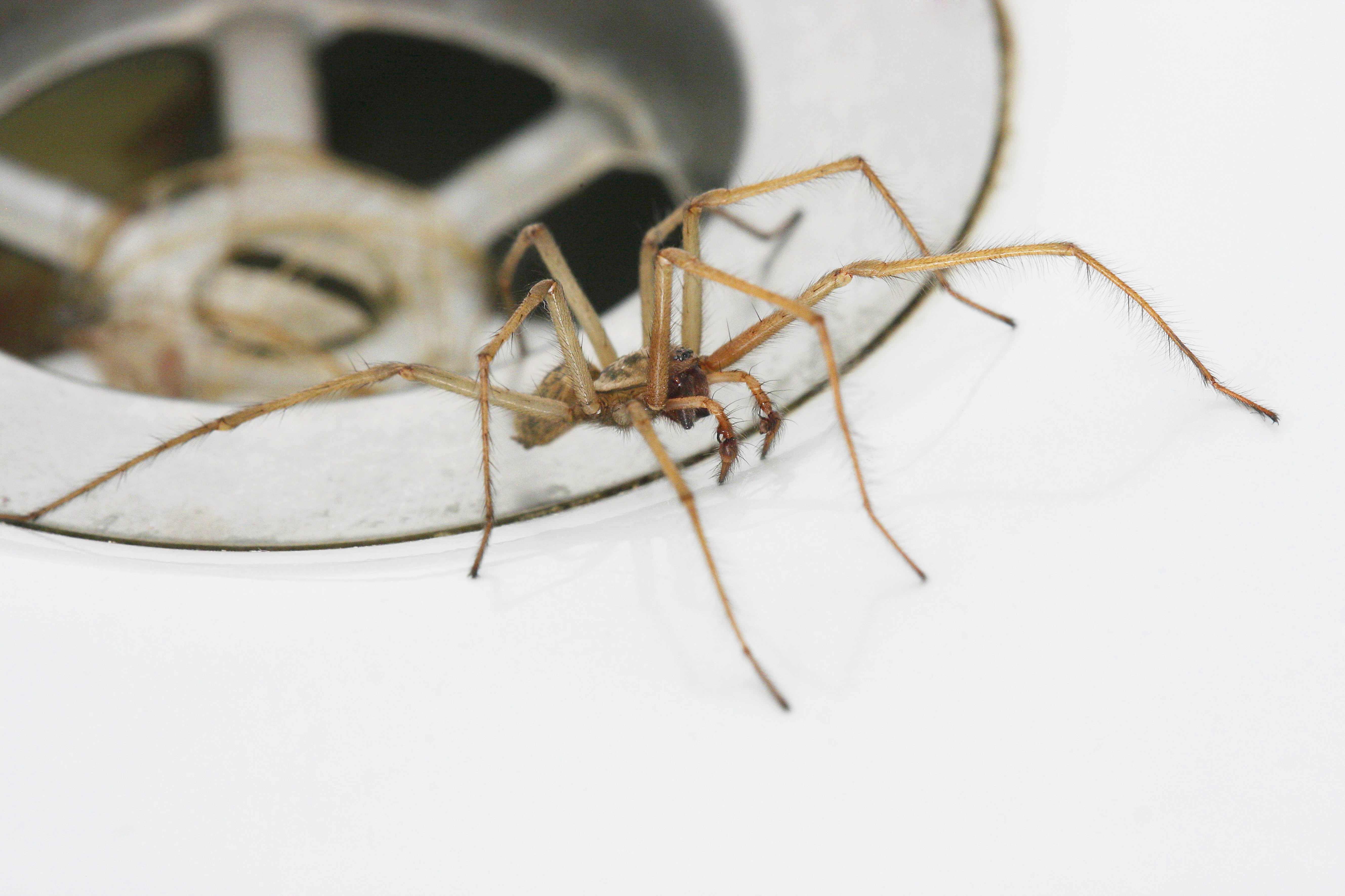 Große Hauswinkelspinne an einem Waschbeckenabfluss