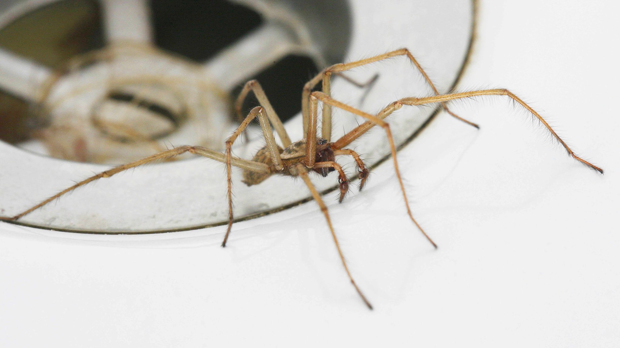 Große Hauswinkelspinne an einem Waschbeckenabfluss