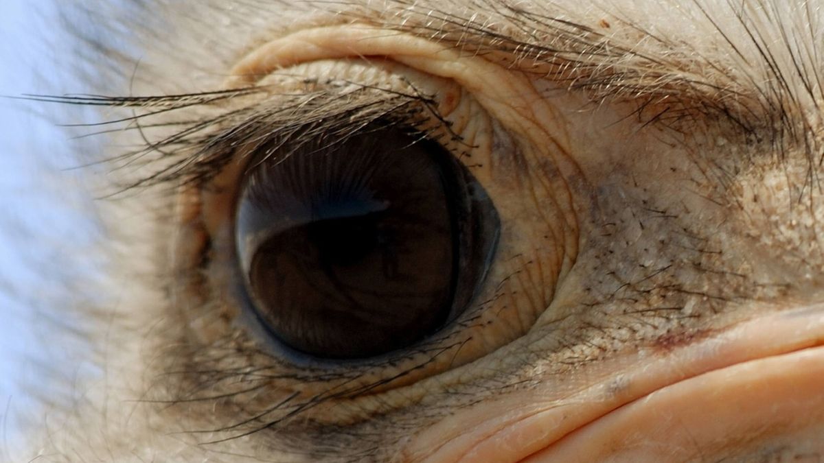 Meister Des Sehens Wie Tiere Die Welt Wahrnehmen Br24