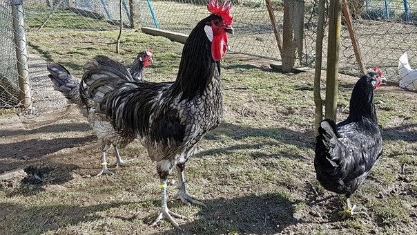 Seltene Haustierrasse Augsburger Huhn Im Zoo Zu Sehen Br24