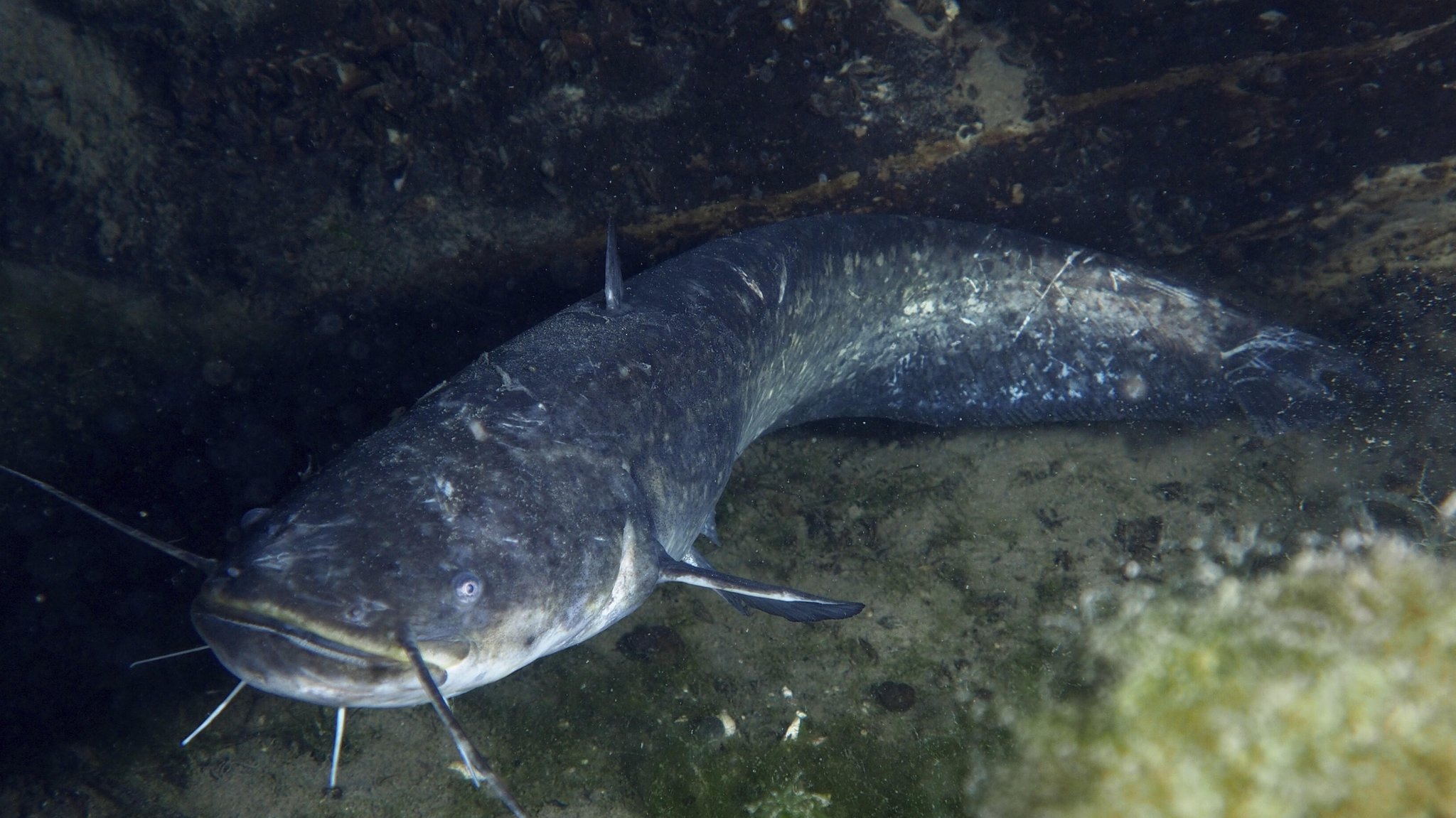 Ein Wels schwimmt über einem steinigen Untergrund unter Wasser | Bild: picture alliance / imageBROKER | Rolf von Riedmatten Ein Wels schwimmt über einem steinigen Untergrund unter Wasser