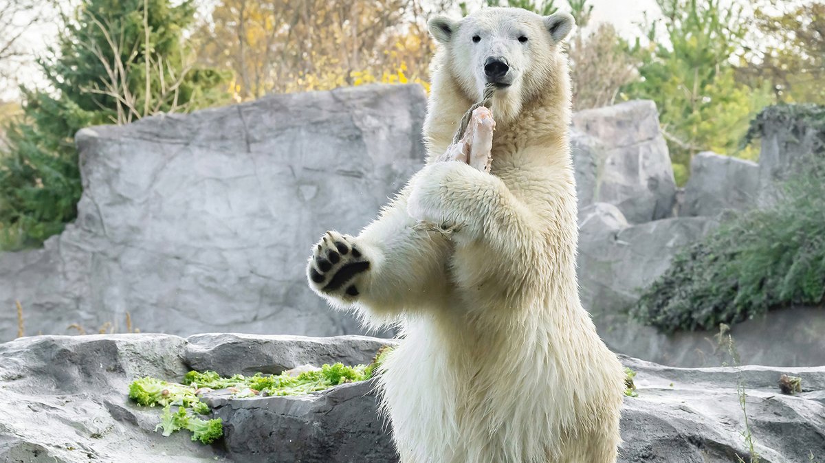 Drei junge Eisbären-Damen für den Nürnberger Tiergarten