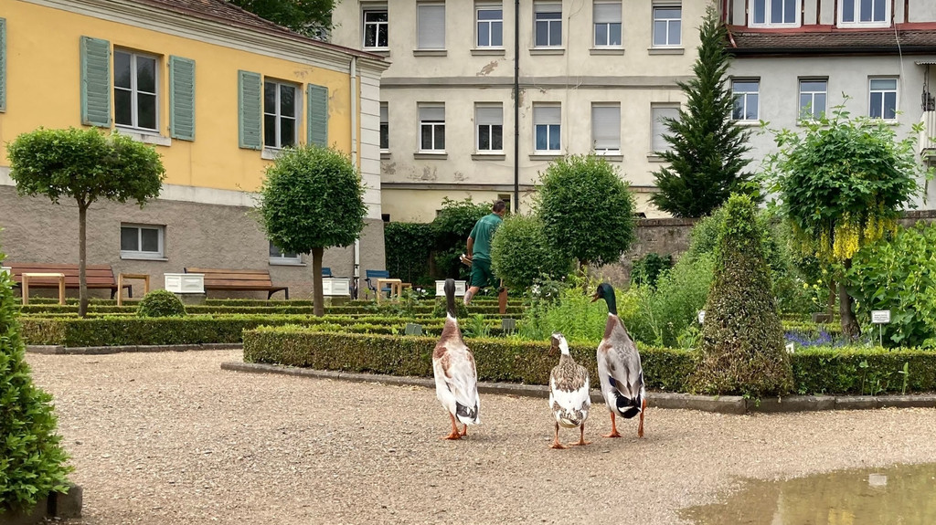 Drei Enten laufen auf einem Steinweg durch den barocken Ansbacher Hofgarten.