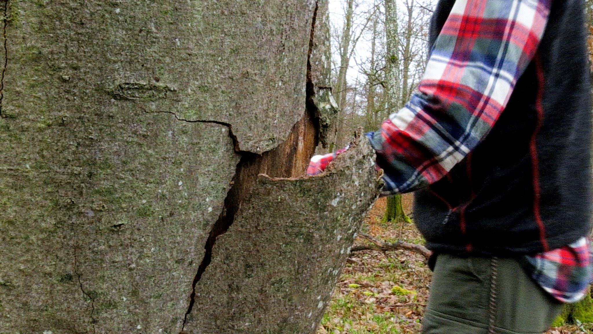 Experten diskutieren, was Wälder im Klimawandel brauchen