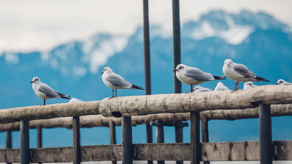 Dampfersteg in Seebruck mit Blick auf den Chiemsee und die Alpen | Bild: dpa-Bildfunk/Uwe Lein Dampfersteg in Seebruck mit Blick auf den Chiemsee und die Alpen