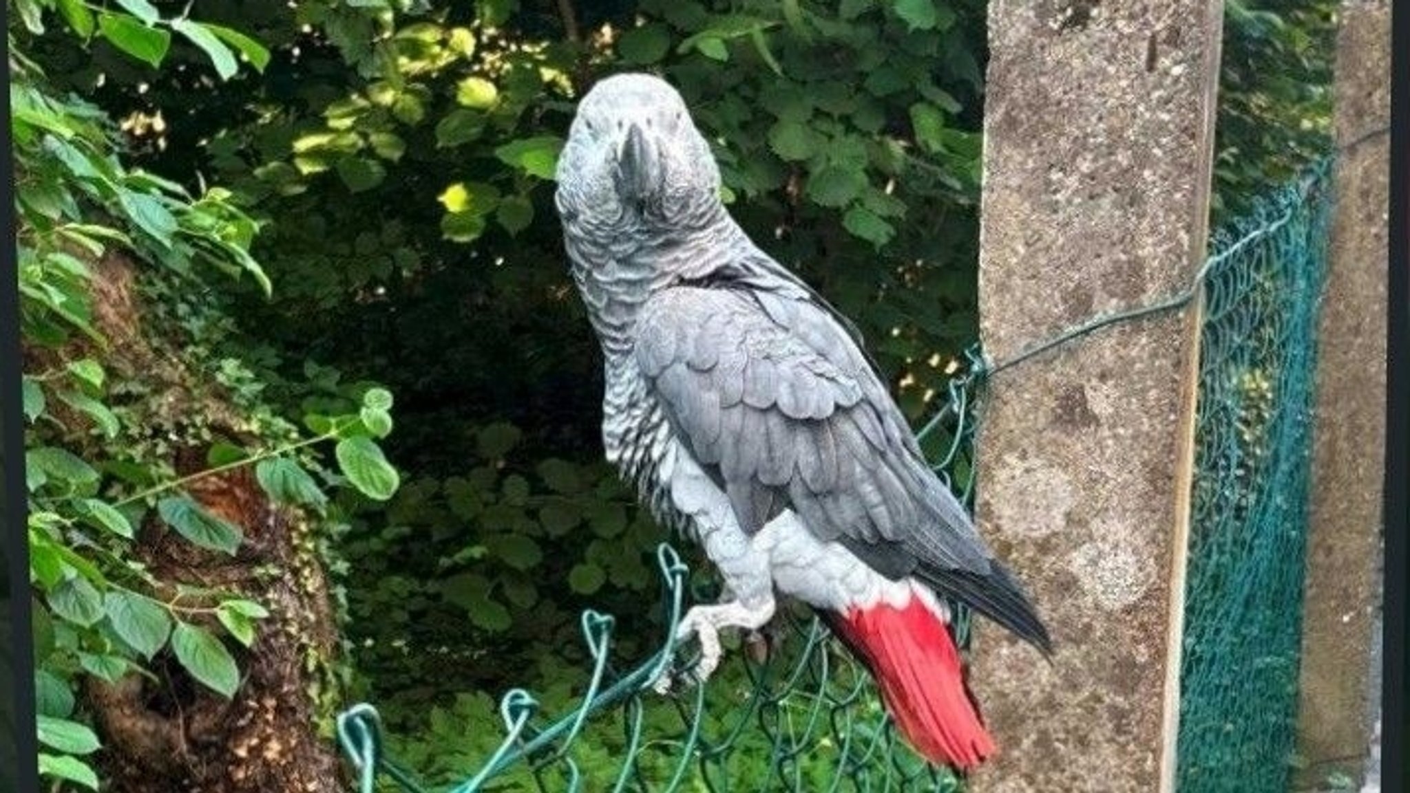 Bruce ist ausgebüxt. | Bild: Roland Götz Bruce ist ausgebüxt.