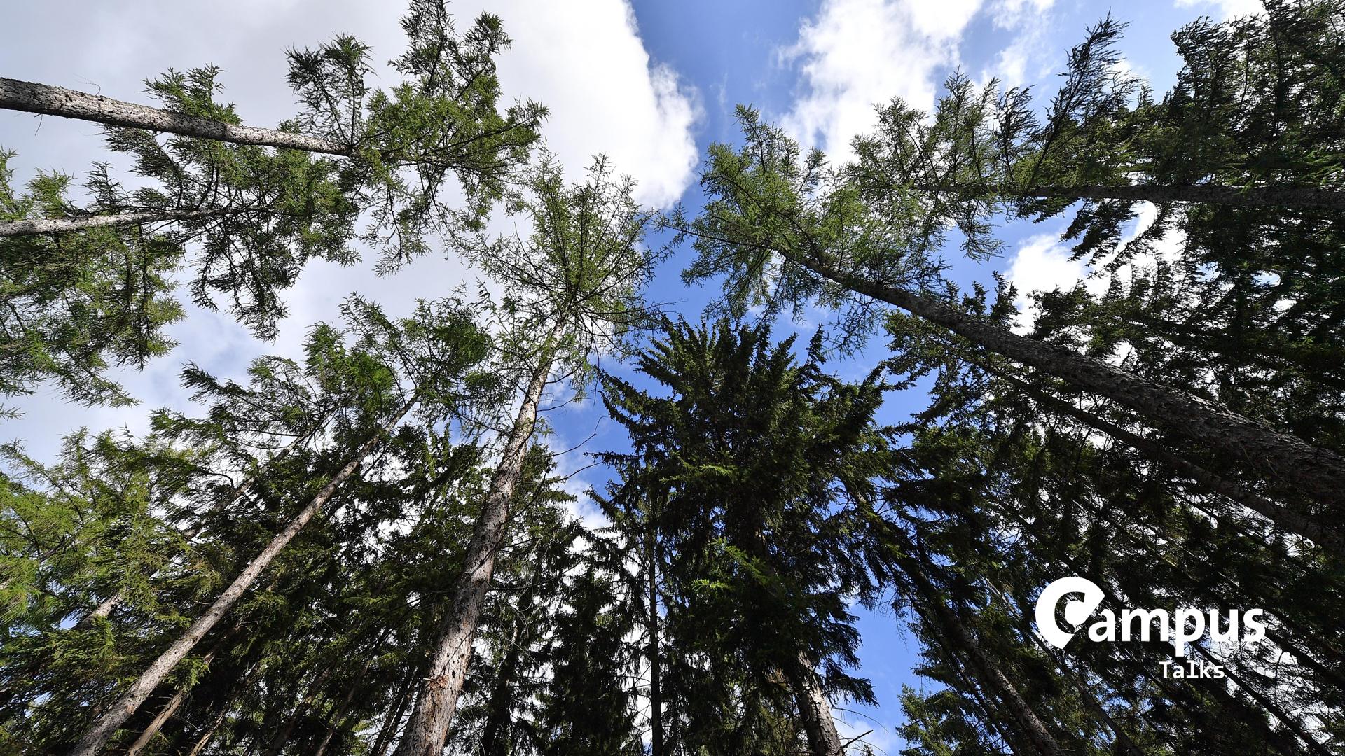 Der Klimawandel stellt viele Baumarten vor Probleme