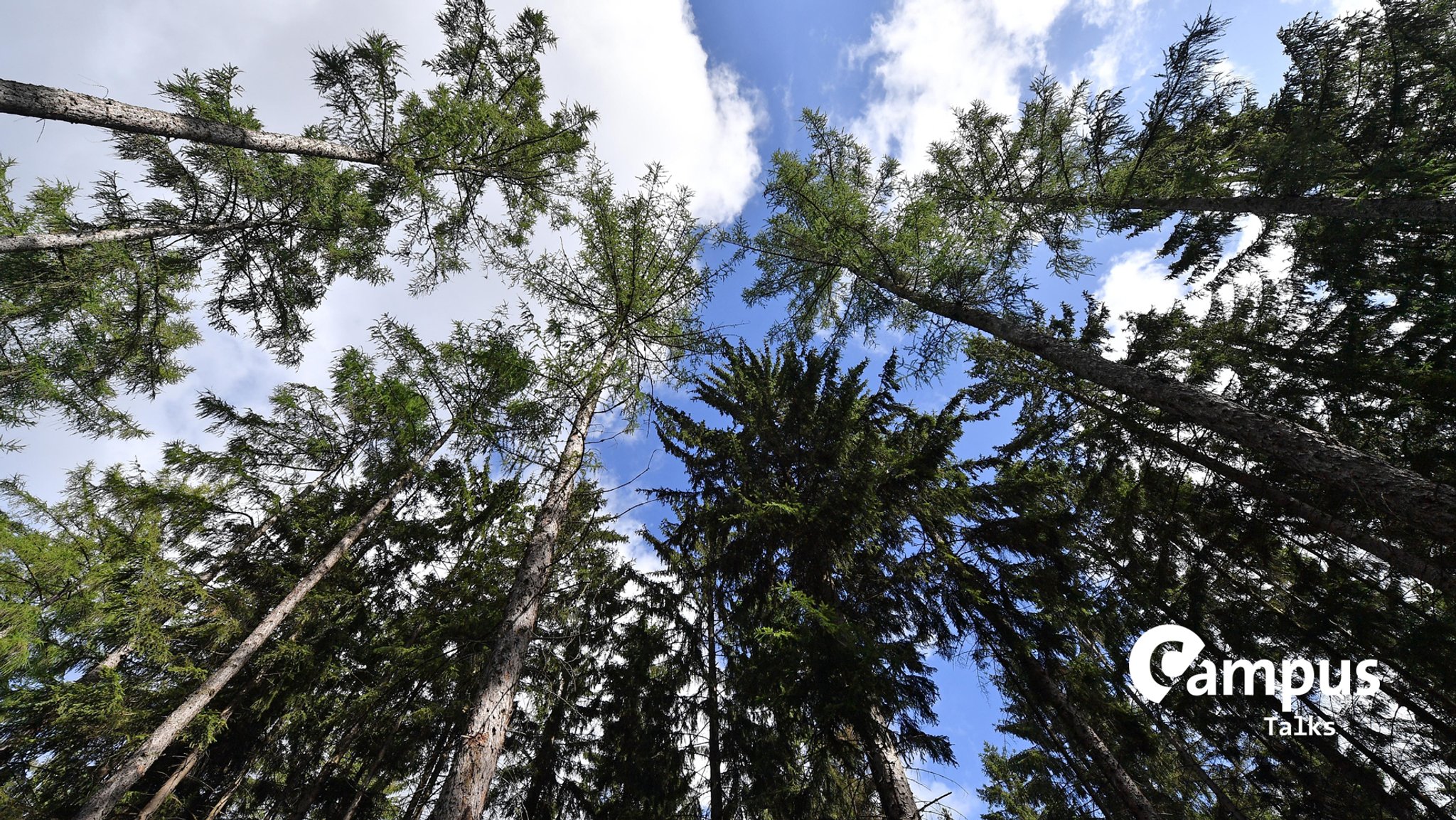 Der Klimawandel stellt viele Baumarten vor Probleme