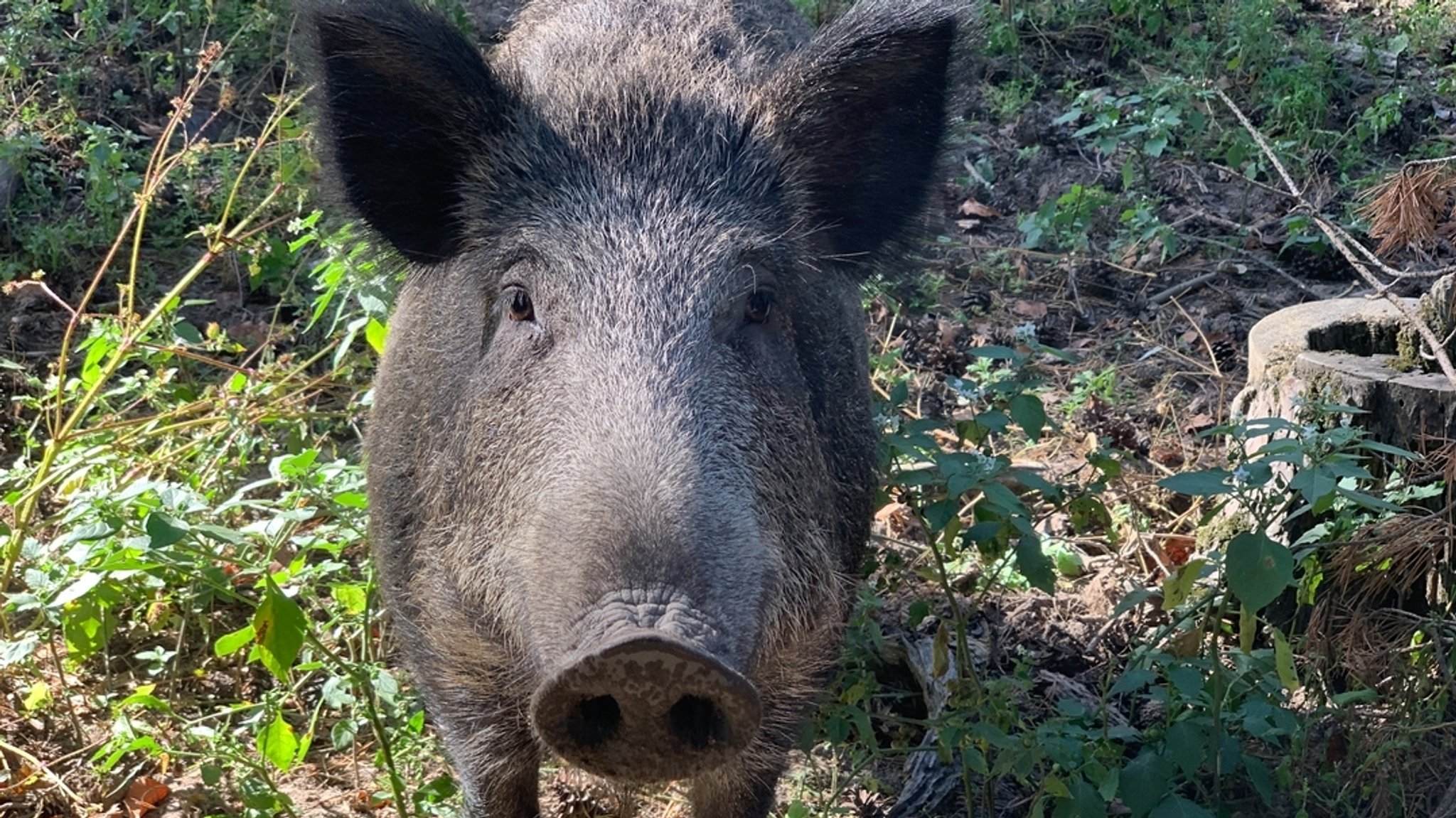 Wildschwein blickt in die Kamera 