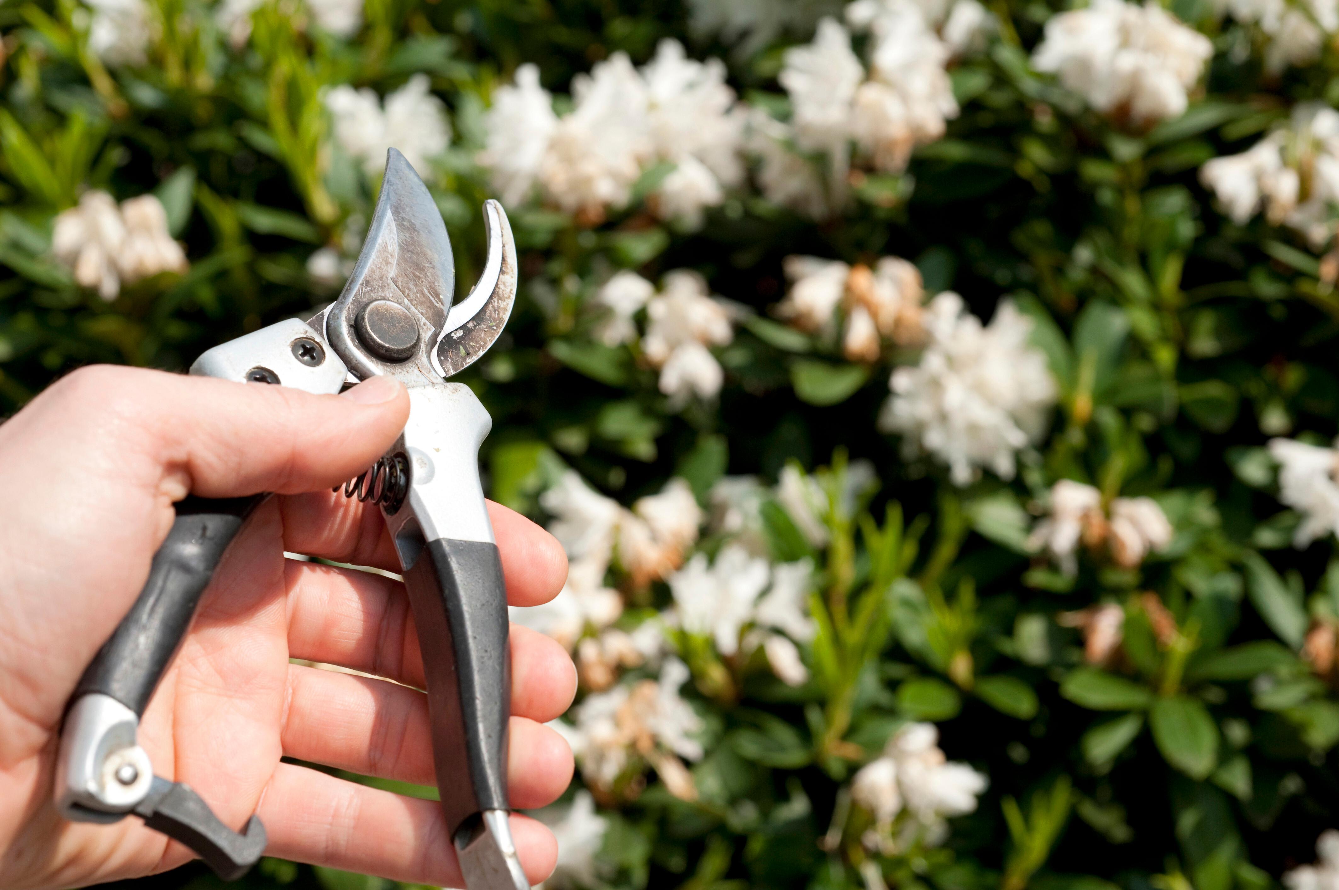 Eine Hand mit Gartenschere - im Hintergrund ein Rhododendron mit weißen Blüten