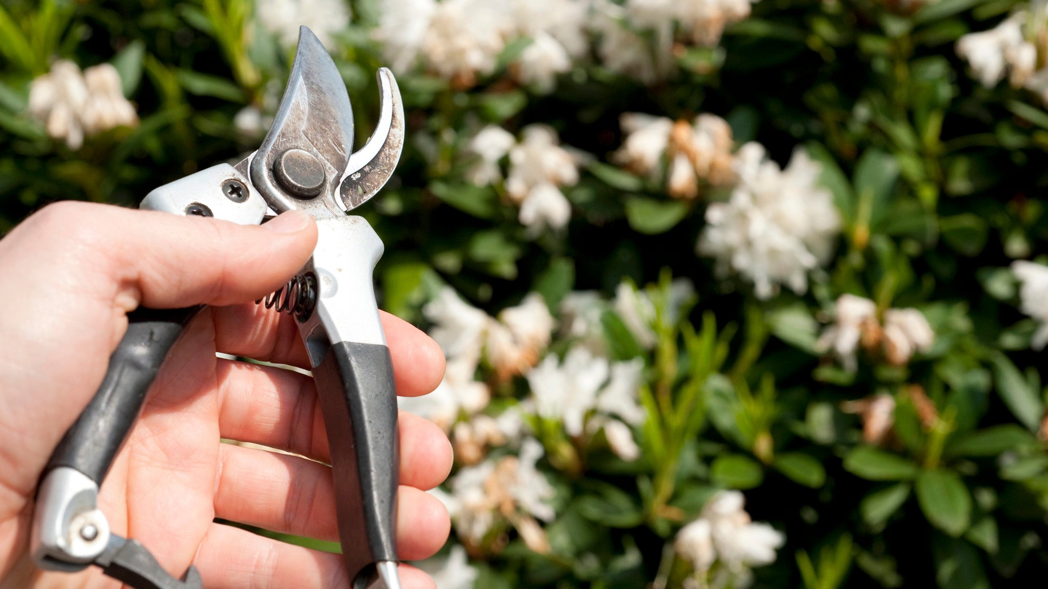 Eine Hand mit Gartenschere - im Hintergrund ein Rhododendron mit weißen Blüten