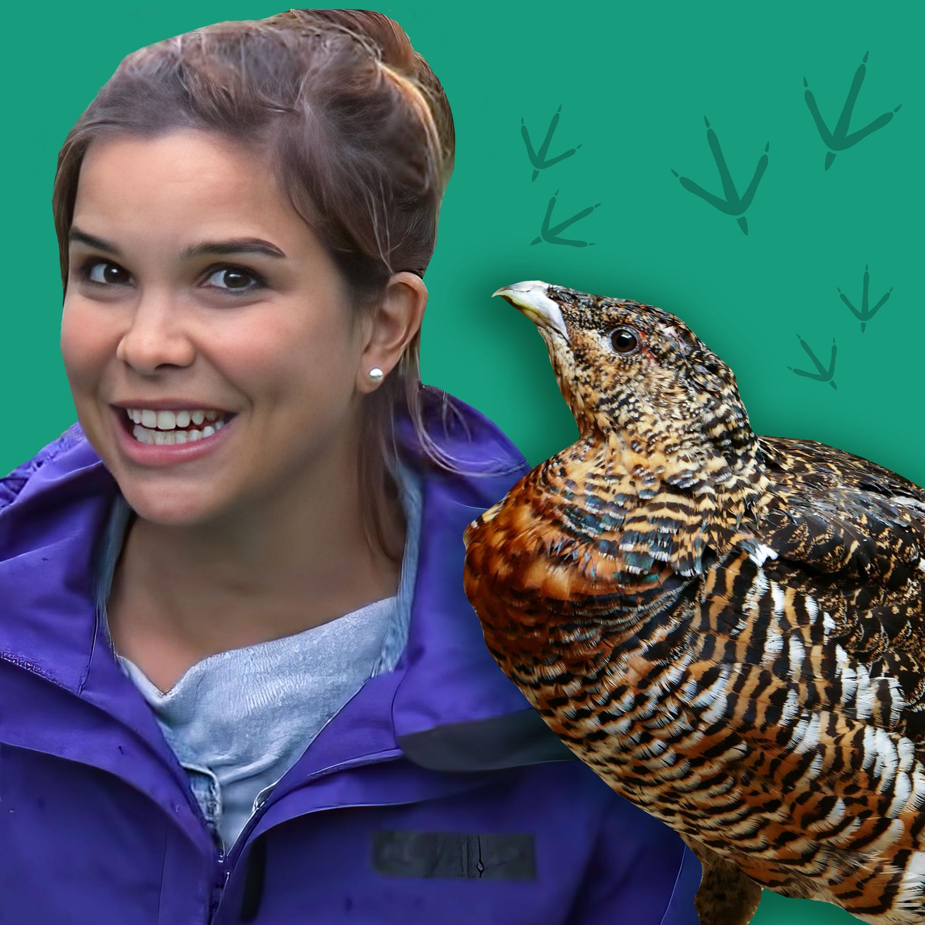 Auerhühner – Die scheuen Wildhühner mit dem schönen Federkleid
