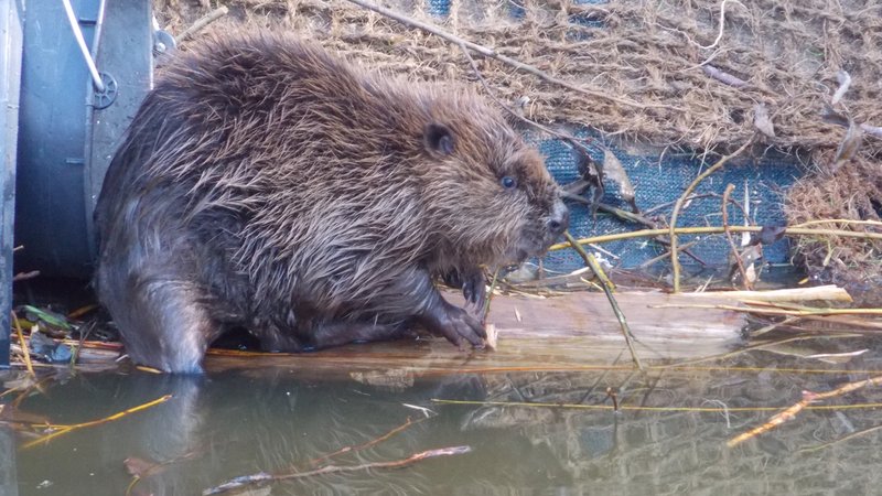 Ein Biber auf einem Holzbrett. | Bild: Wildpark Mehlmeisel Ein Biber auf einem Holzbrett.