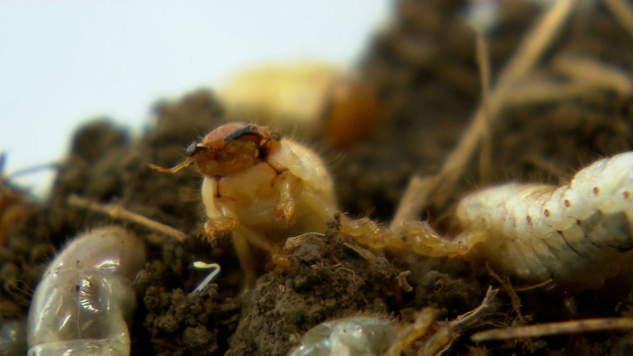 Im vergangenen Jahr sind tausende Maikäfer geflogen, die Weibchen haben ihre Eier in den Wiesen abgelegt. Zentimetergroße Engerlinge fressen nun die Graswurzeln ab und zerstören die Pflanzen. Ein Landwirt kämpft mit besonderen Maschinen...